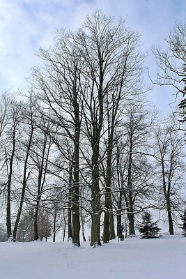 Acer pseudoplatanus - javor klen - zimní habitus (69)